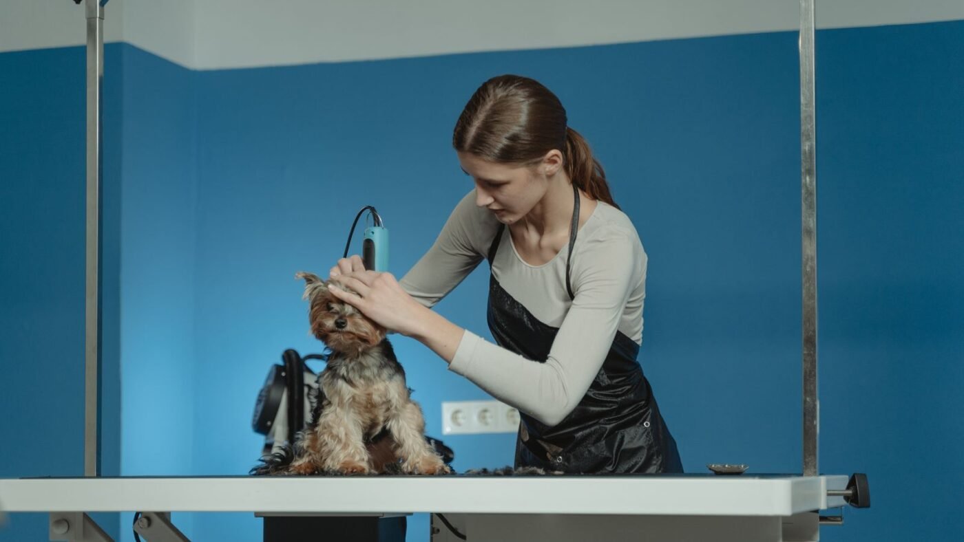 Tosadora de avental preto apara os pelos de um yorkshire com máquina elétrica, sobre a mesa de tosa de um pet shop de parede azul.